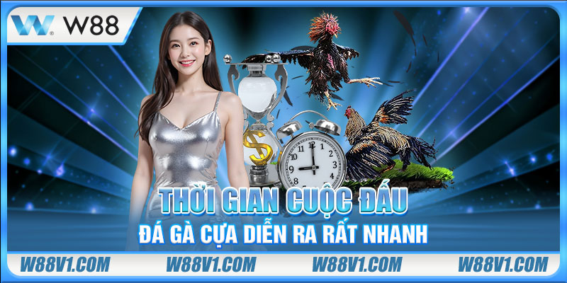 Thời gian cuộc đấu đá gà cựa diễn ra rất nhanh